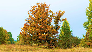 Bright colours of fall, colors, trees, sky, leaves HD wallpaper