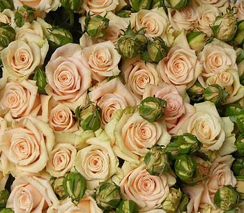 bud, background, roses, flower HD wallpaper