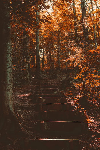 Serene forest path lined with autumn trees, highlighted by warm fall colors and rustic wooden stairs. HD phone wallpaper