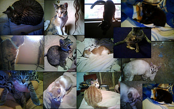 all my cats, black, cats orange HD wallpaper