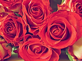 Roses, red, buncha, nature, flowers HD wallpaper