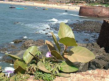 india goa beach, beautifull, beach HD wallpaper