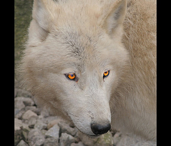 Two golden eyes, poem, golden eyes, animal, wolf HD wallpaper