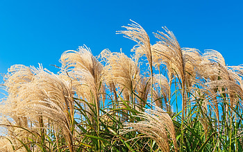 Reeds, sky, nature, plants HD wallpaper