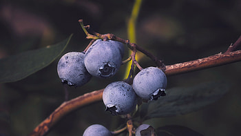 Luscious blueberries, Fresh from the branch, Berrylicious , Sweet indulgence HD wallpaper