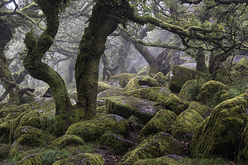 Jungle, nature, forest, tree HD wallpaper