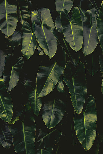 Nature, Leaves, Dark HD phone wallpaper