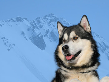 Snow Dog, dog, cold, winter, snow HD wallpaper