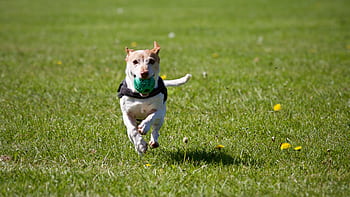 A cute dog joyfully running with a ball in a grassy field, exuding playful energy. HD wallpaper
