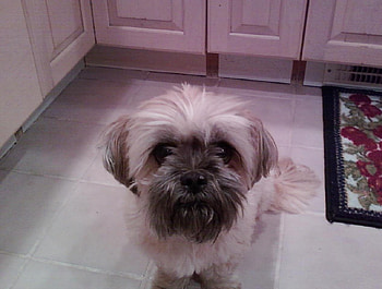 Samantha Sue My Dog, samantha sue, animals, dogs, sweet girl, shih tzu, tedisoos sister HD wallpaper