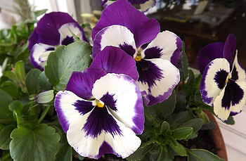 Flowers, Pansies, Flower, Close-Up, Pot HD wallpaper