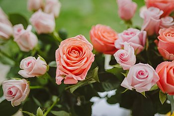 Flowers, Roses, Pink, Plant, Bloom, Flowering HD wallpaper