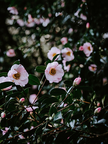 Flowers, Leaves, Macro, Bloom, Flowering, Branch, Spring HD phone wallpaper