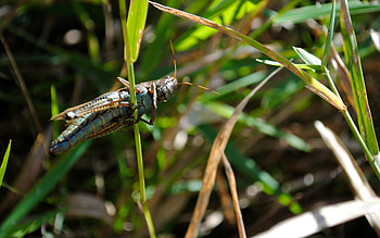Grasshopper Camo, bug, green, camo, grass, grasshopper, insect HD wallpaper