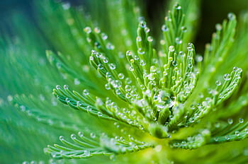 Close-up macro of fresh green plant leaves with dew droplets, showcasing nature's freshness. HD wallpaper