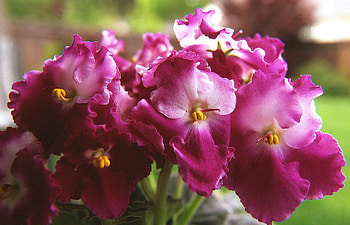 Optimara Millinium, violet, red, flower HD wallpaper