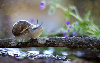 Macro, Branches, Snail, Carapace, Shell HD wallpaper