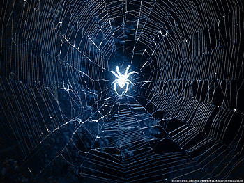 Spider, blue, abstract, fantasy HD wallpaper