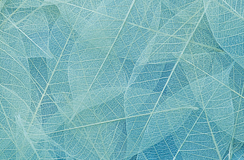 Blue leaves, close up HD wallpaper