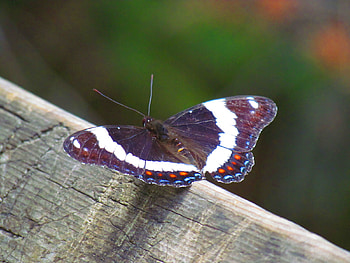 Butterfly, wings, nature, flying, insect HD wallpaper