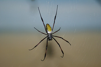 Background, Web, Macro, Spider HD wallpaper