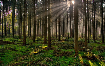 Landscape, Trees HD wallpaper