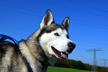 Animals, Dog, Muzzle, Sight, Opinion, Husky HD wallpaper