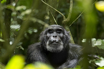 Chimpanzee portrait, Primate wonder, Animal HD wallpaper