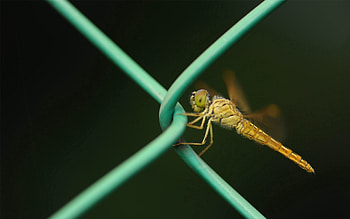Macro, Grid, Insect, Metal, Crawl HD wallpaper
