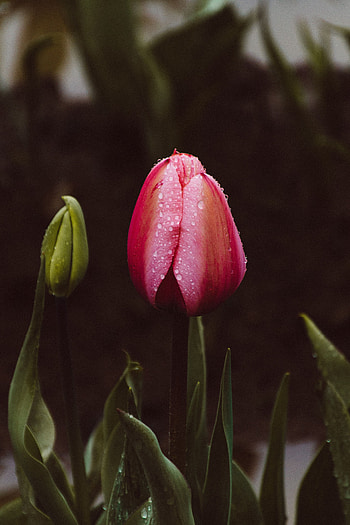 Flowers, Leaves, Drops, Bud, Tulip, Stem, Stalk HD phone wallpaper