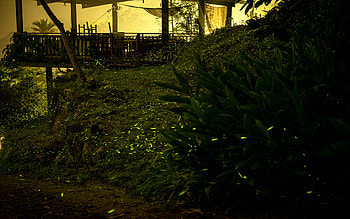 garden, man made HD wallpaper