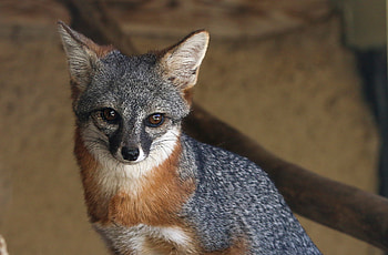 Gray Fox, Island habitat, California's native species, Living museum HD wallpaper