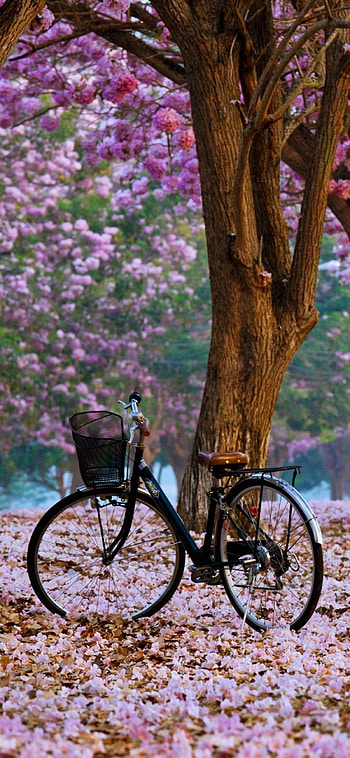Vehicles, Two-wheeled transport, Sustainable commuting, Eco-friendly HD phone wallpaper