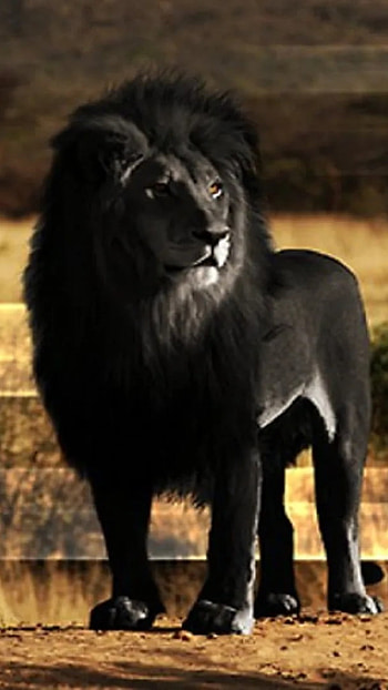 Black Lion, Jungle HD phone wallpaper