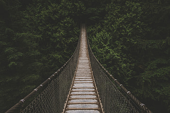 Nature, Trees, Forest, Greens, Bridge, Suspension Bridge HD wallpaper