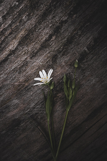 Flowers, Rock, Flower, Petals, Texture, Stone, Star, Zvezdchatka HD phone wallpaper