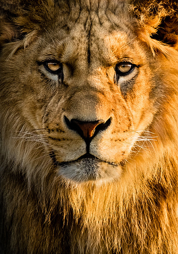 Animals, Muzzle, Lion, Predator, Big Cat, Sight, Opinion HD phone wallpaper