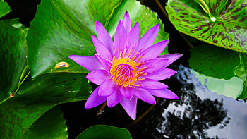 Bloom, water lily, flower, leaves HD wallpaper
