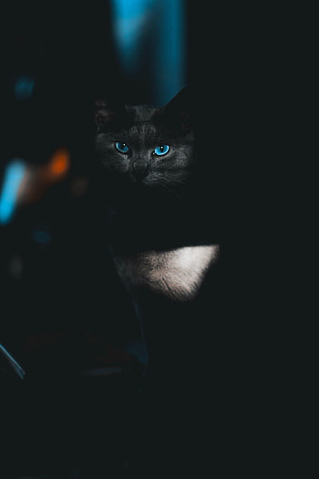 Animals, Dark, Cat, Eyes, Pet, Sight, Opinion HD phone wallpaper