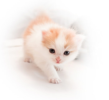 sweet kitty, sweet, kitten, kitty, cat, little HD wallpaper