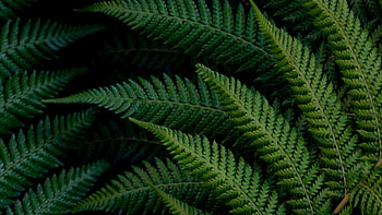 Vivid green leaves, Fern branches, Nature's patterns, Botanical textures HD wallpaper