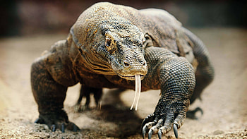 Komodo Island, Komodo dragon, U HD wallpaper