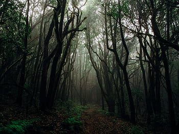 Explore the mysterious and dark foggy forest pathway surrounded by towering trees. HD wallpaper