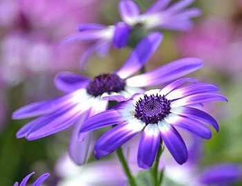 Beautiful Flowers, flowers, macro, close up, petals HD wallpaper