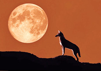 Coyote night, full moon, orange sky, hill, coyote HD wallpaper