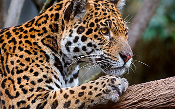 Animals, Leopard, Sight, Opinion, Profile HD wallpaper