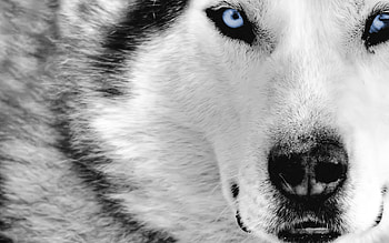 Animals, Wolfs HD wallpaper