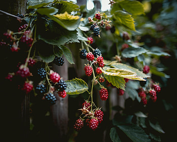 Food, Raspberry, Berries, Branches HD wallpaper
