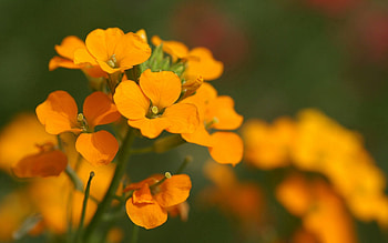 Flowers, Small, Stamens HD wallpaper