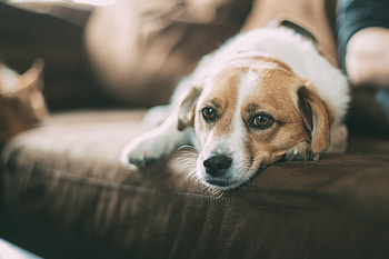 Animals, Lies, Dog, Muzzle, Sofa HD wallpaper